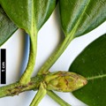 SpeciesSub: subsp. hypoglaucum